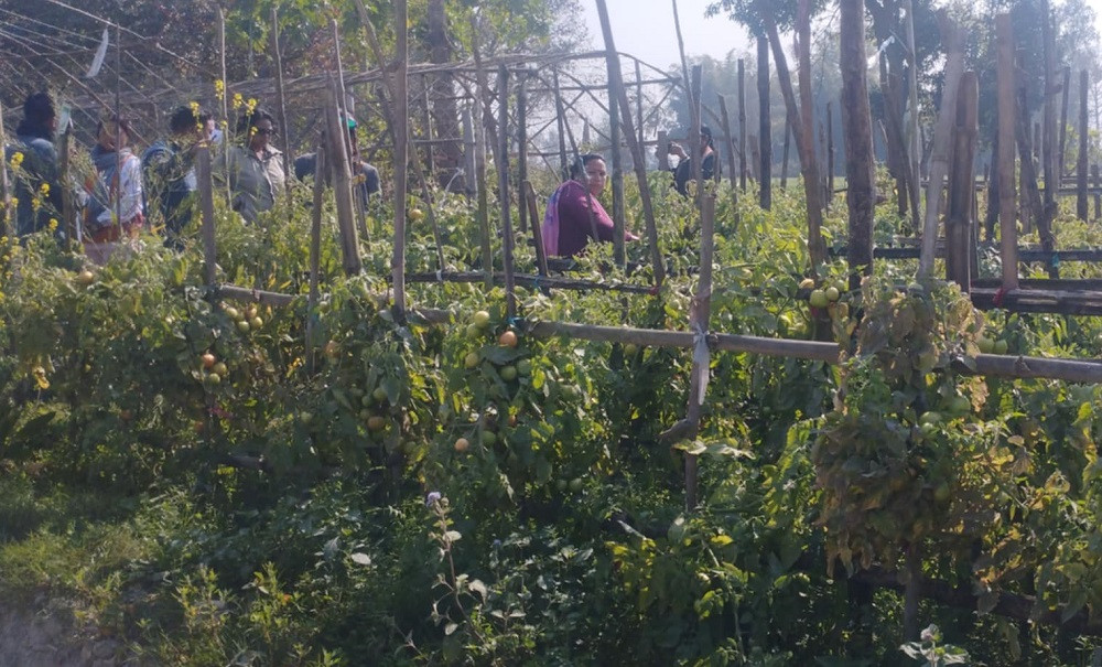 वनगाउँको पूरै गाउँ व्यावसायिक तरकारीखेतीमा
