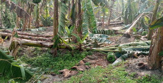 हावाहुरीबाट लाखौँको केराखेतीमा क्षति, किसान निरास