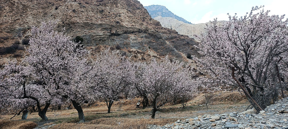 मार्फाको फलफूल बगैँचामा फुलेका फूल