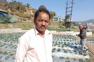 स्ट्रबेरी खेतीबाट वार्षिक ३० लाख आम्दानी गर्छन् काभ्रेका मुक्ति, बर्सेनि बढ्दो छ मुनाफा
