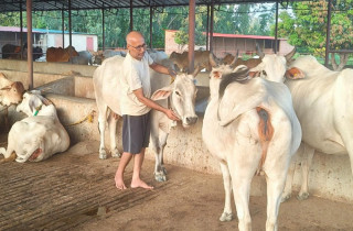 रैथाने गाईको महत्व जगाउन ‘जनकधाम’