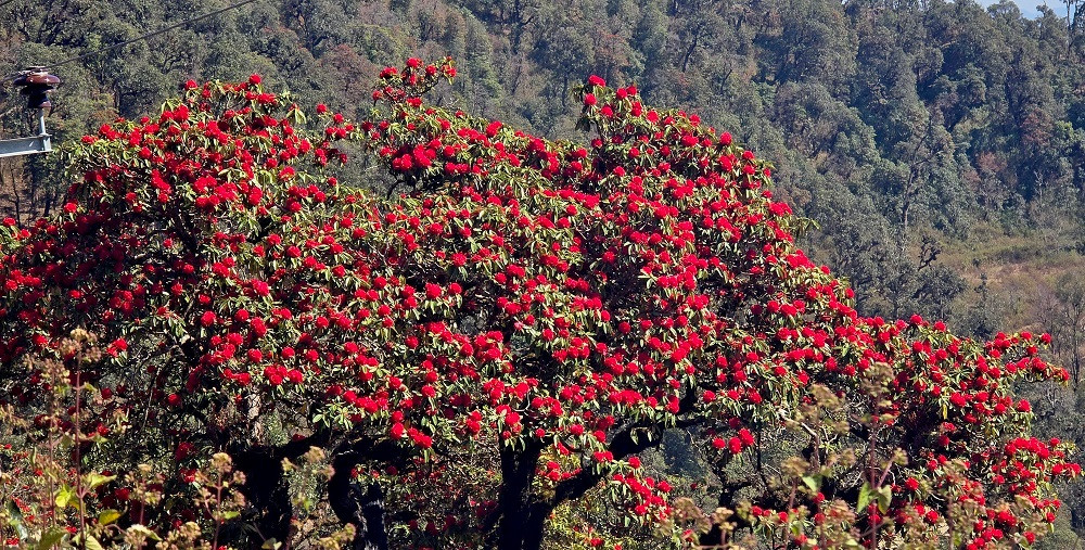 वनमा फुल्यो फूलैफूल...