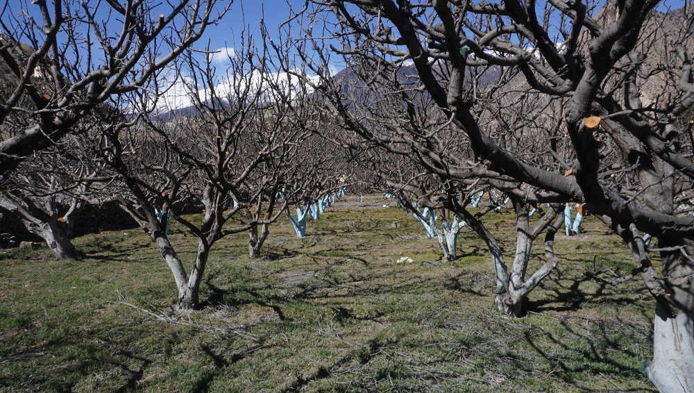 बगैँचा व्यवस्थापनसँगै वर्षा र हिमपातले मुस्ताङमा स्याउलगायत रैथाने बालीको उत्पादन वृद्धि हुने प्रक्षेपण